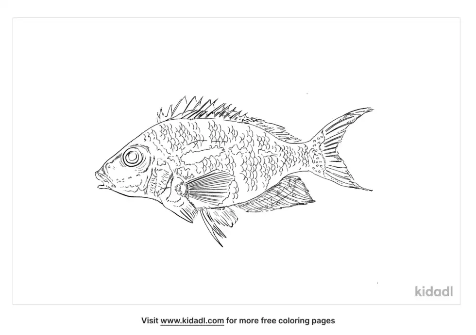 Morwong Coloring Page
