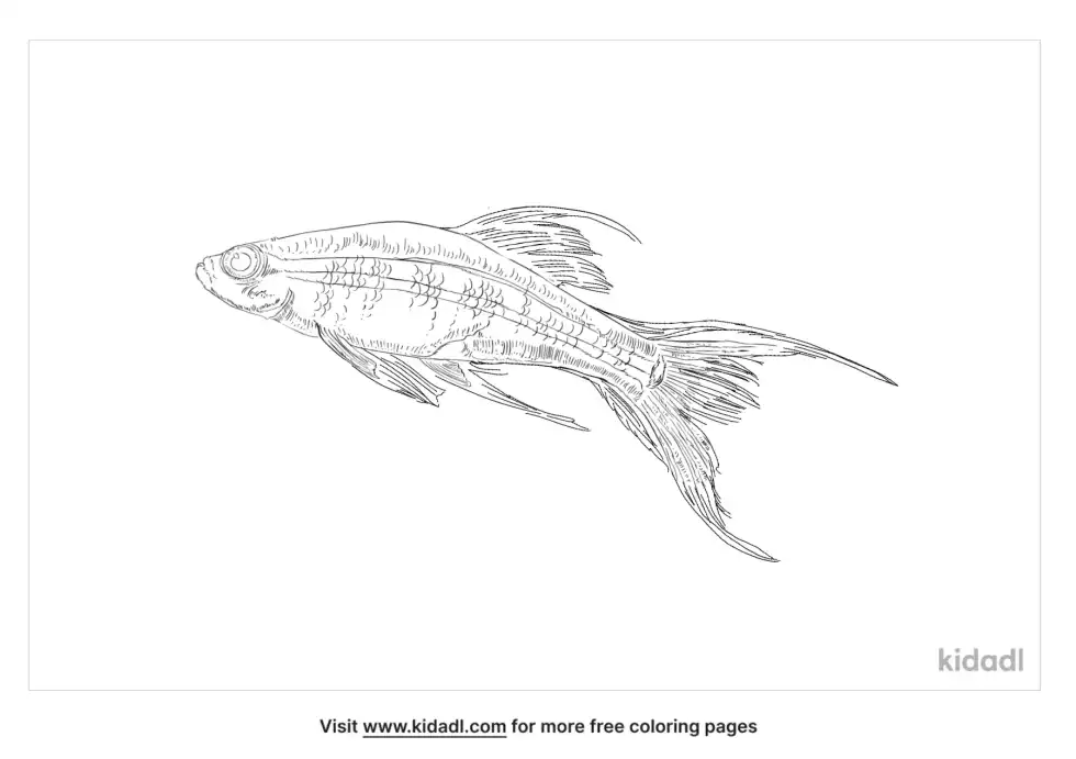 Lyretail Coloring Page