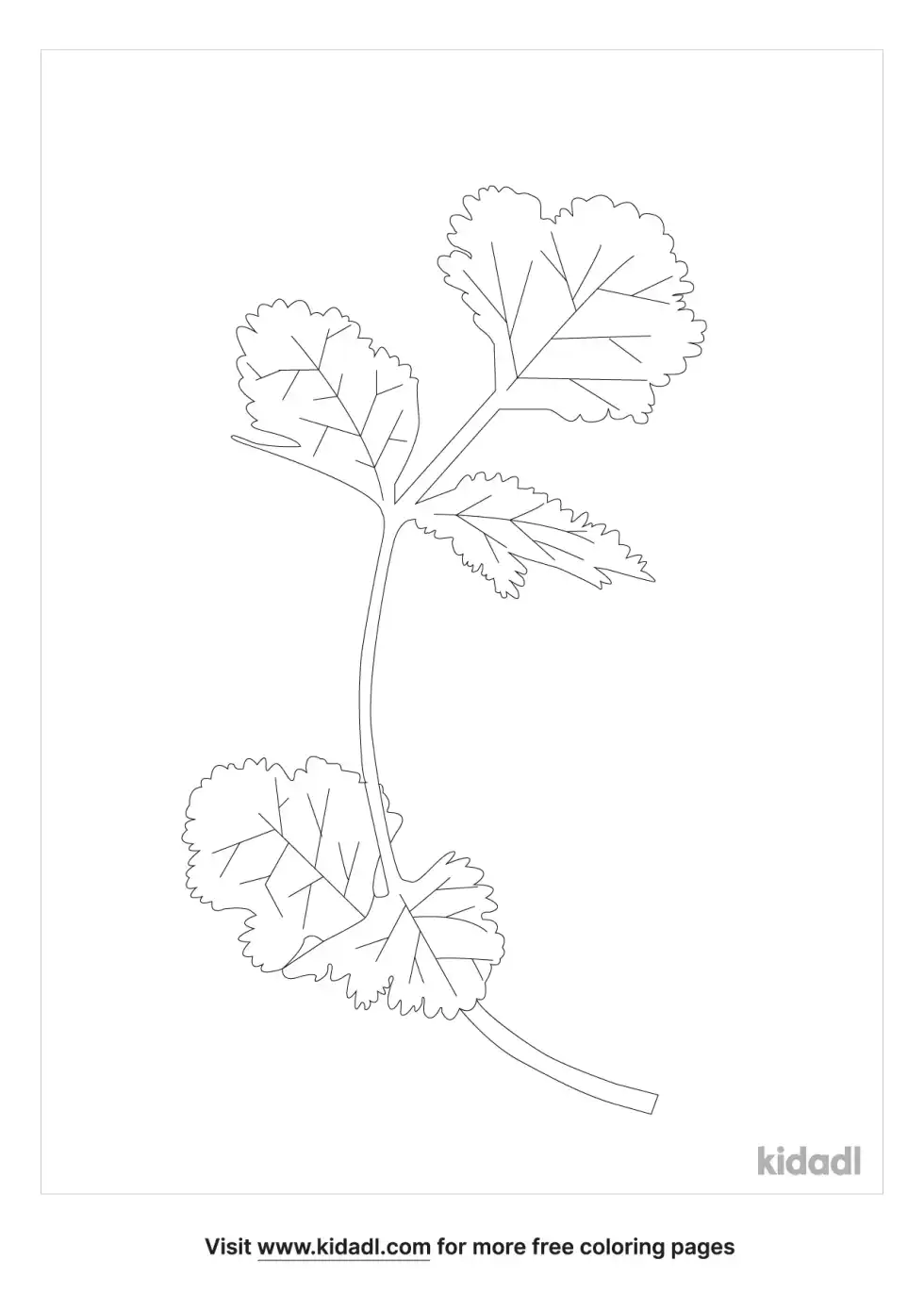 Cilantro Coloring Page