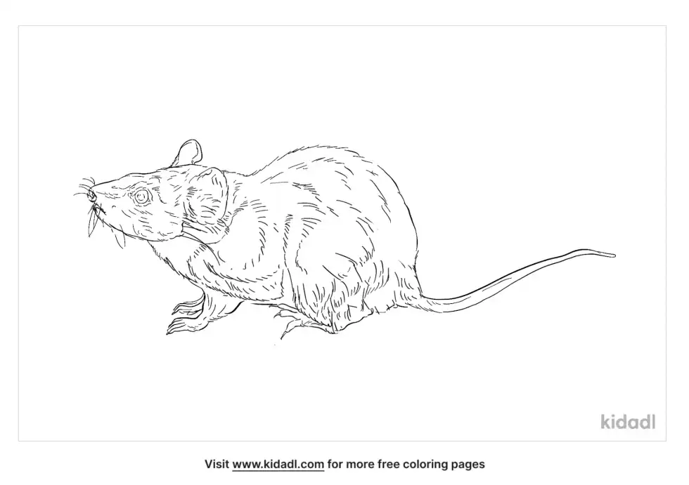 Southern Brown Bandicoot Coloring Page