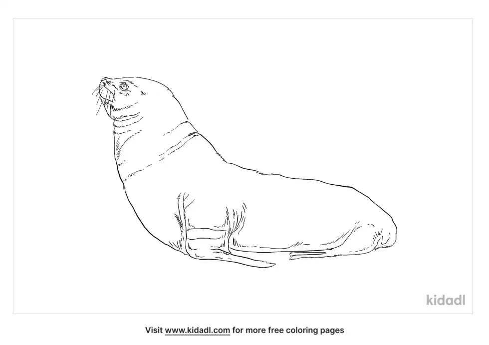 South American Sea Lion Coloring Page