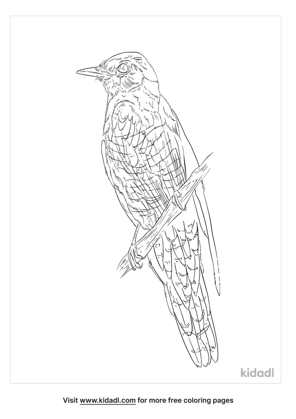 Oriental Cuckoo Coloring Page