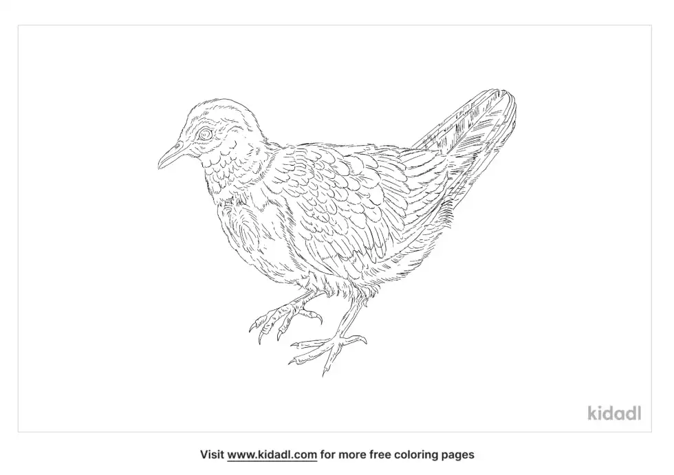 Mindoro Bleeding Heart Coloring Page