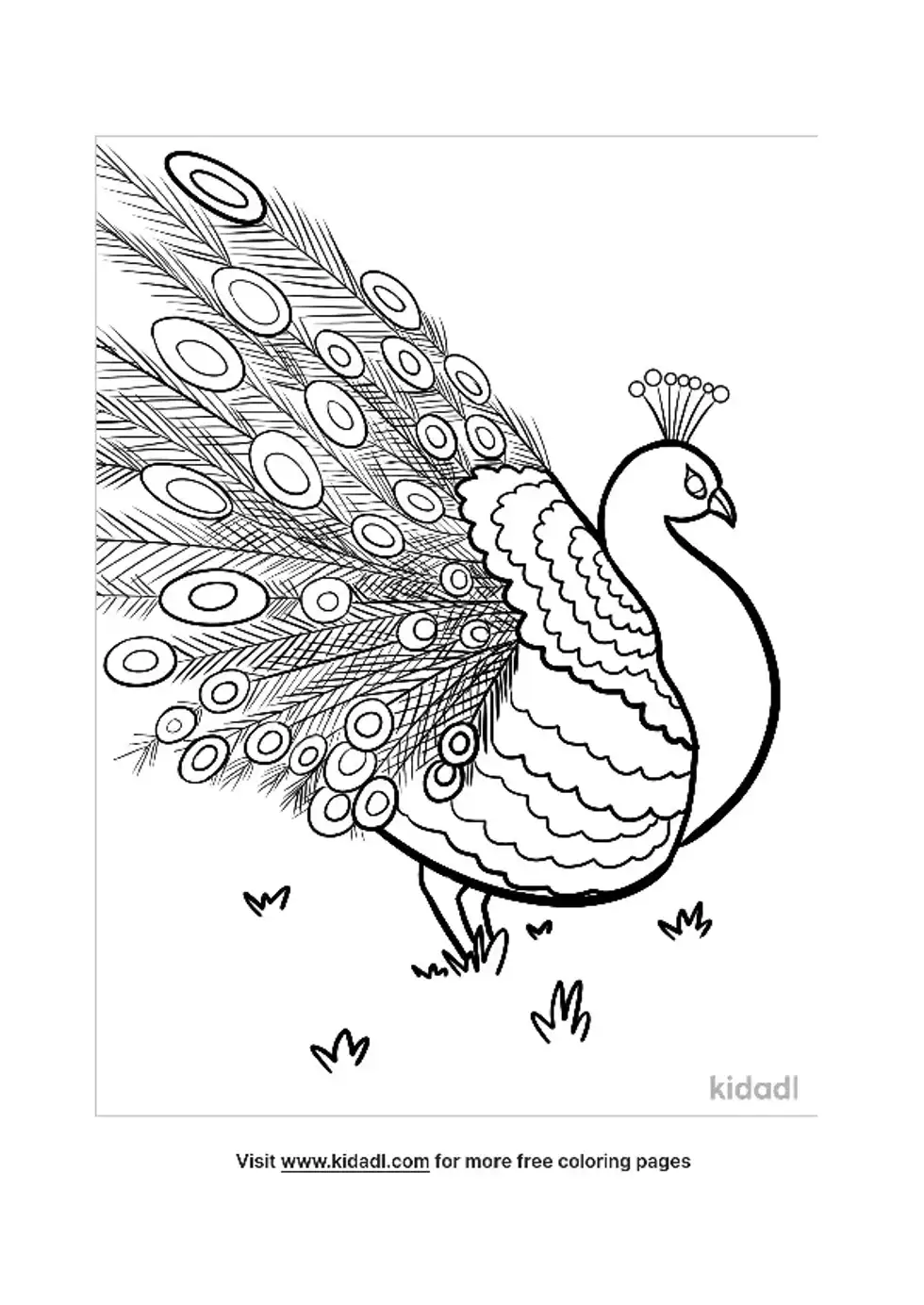 Peacock Coloring Page