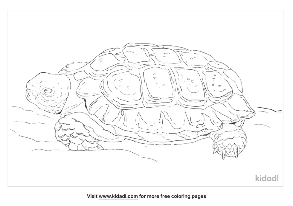 Padloper Tortoise Coloring Page
