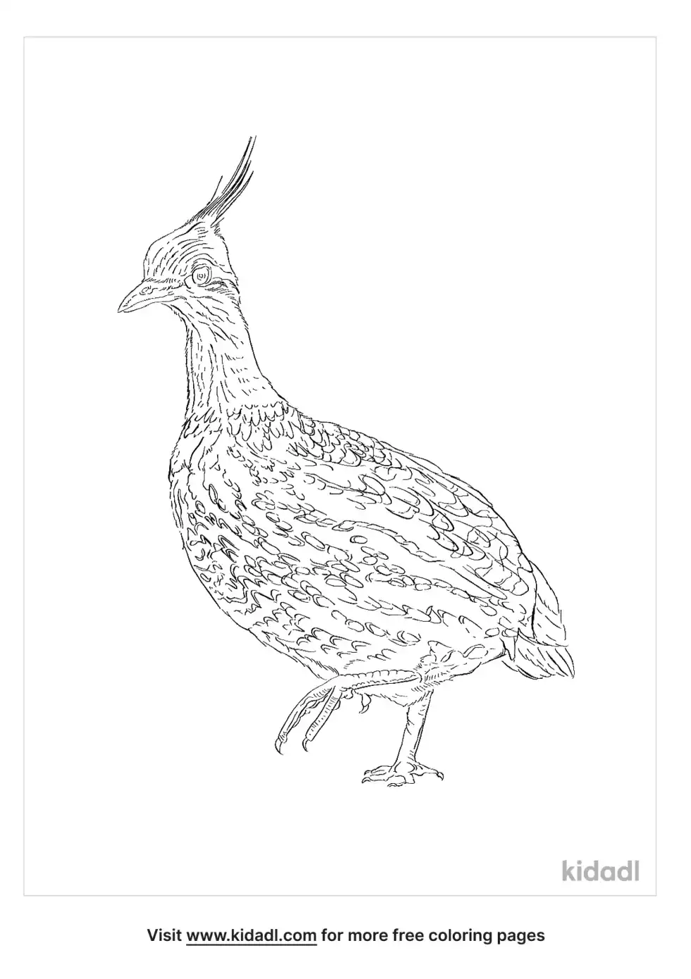Elegant Crested Tinamou Coloring Page