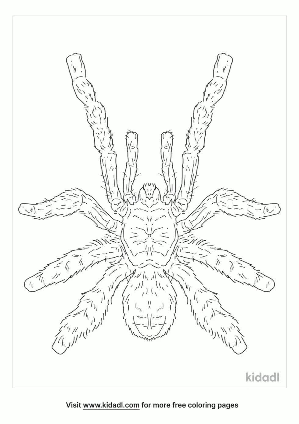 Versicolor Spider