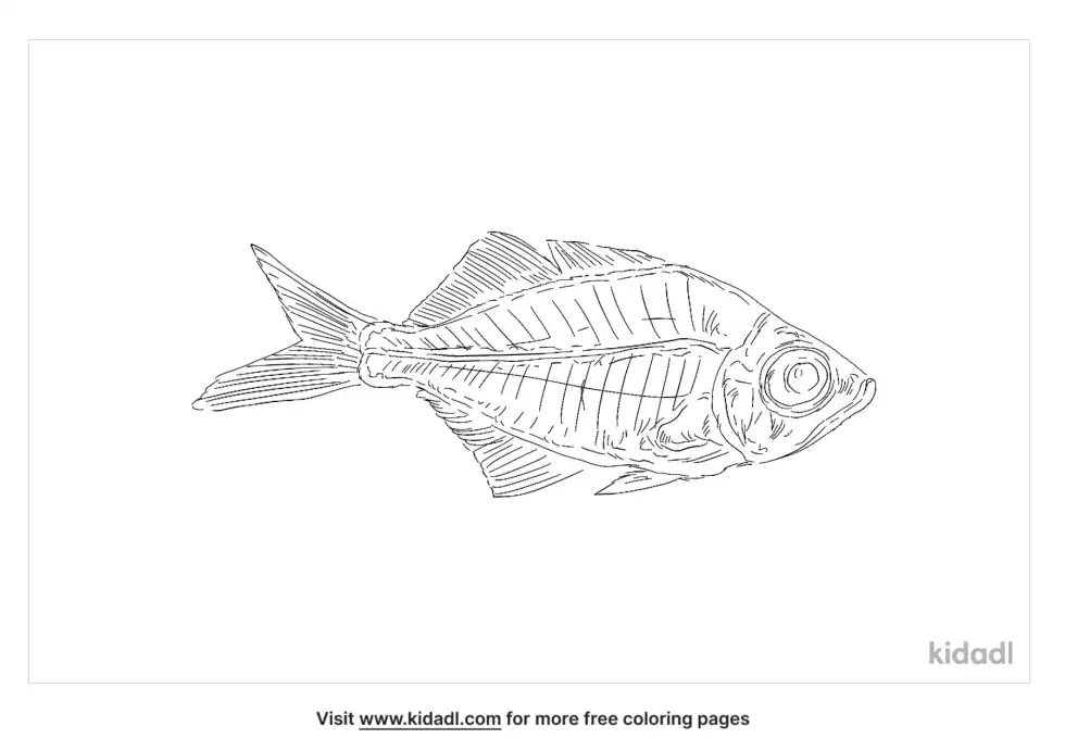 Indian Glassy Fish Coloring Page