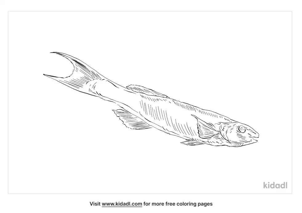 Herring Cale Coloring Page