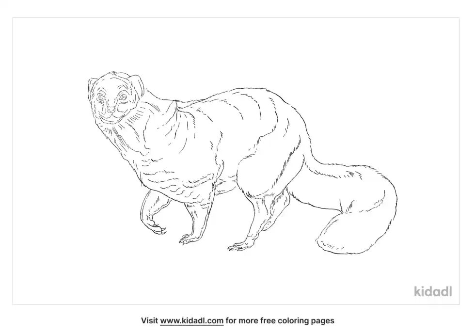 Indian Grey Mongoose Coloring Page