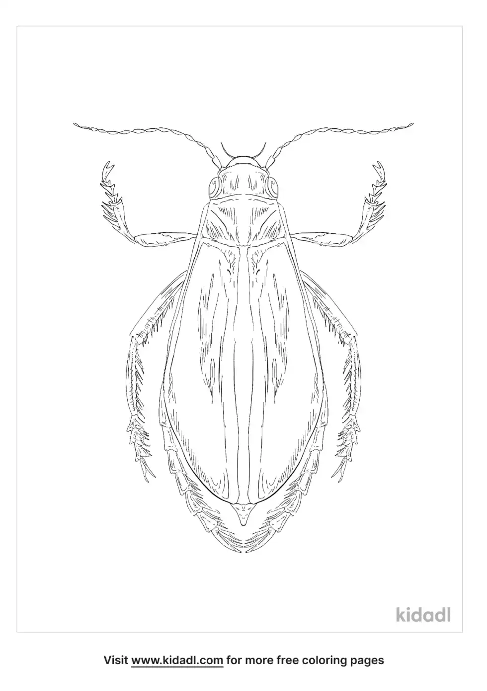 Great Diving Beetle Coloring Page