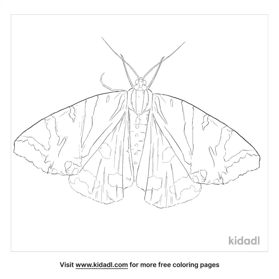 Jersey Tiger Coloring Page