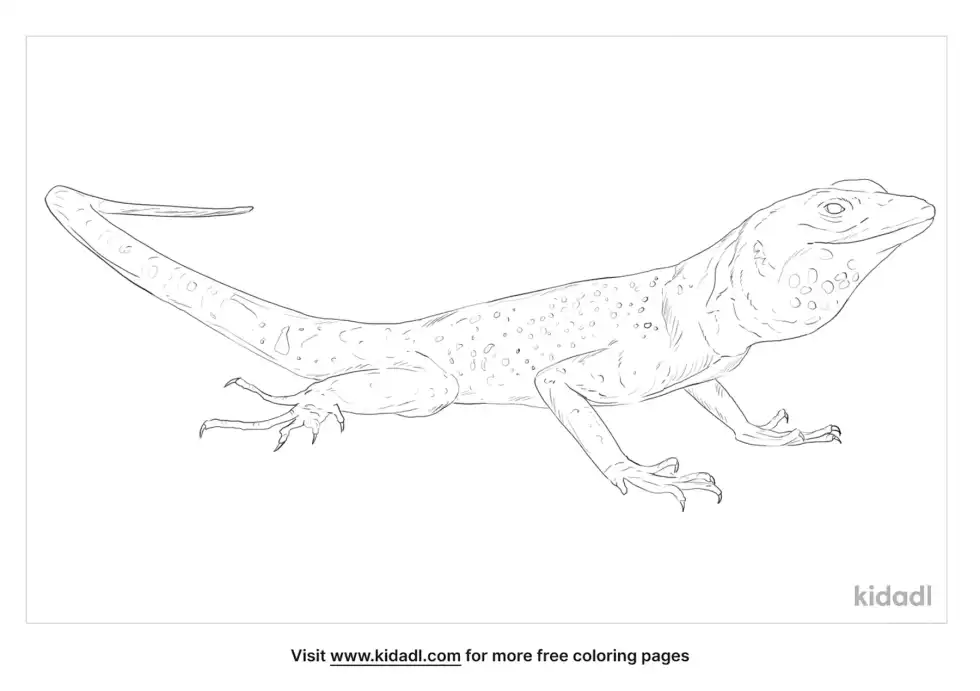 Banded Rock Lizard Coloring Page
