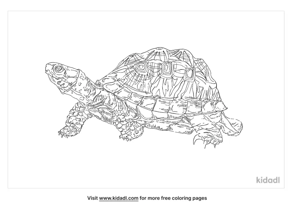 Geometric Tortoise Coloring Page