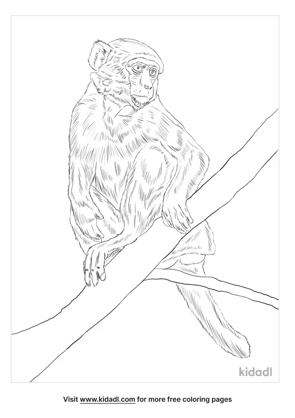Macaque Monkey Coloring Page