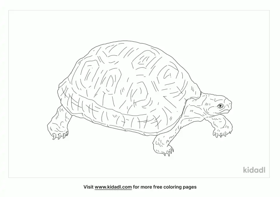 Angulate Tortoise Coloring Page
