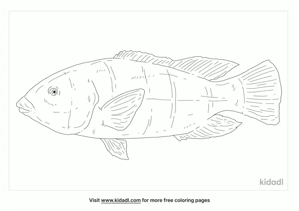 Eastern Blue Groper Coloring Page