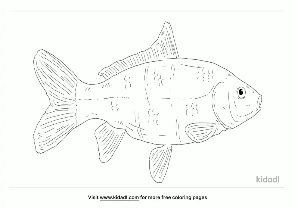 Crucian Carp Coloring Page