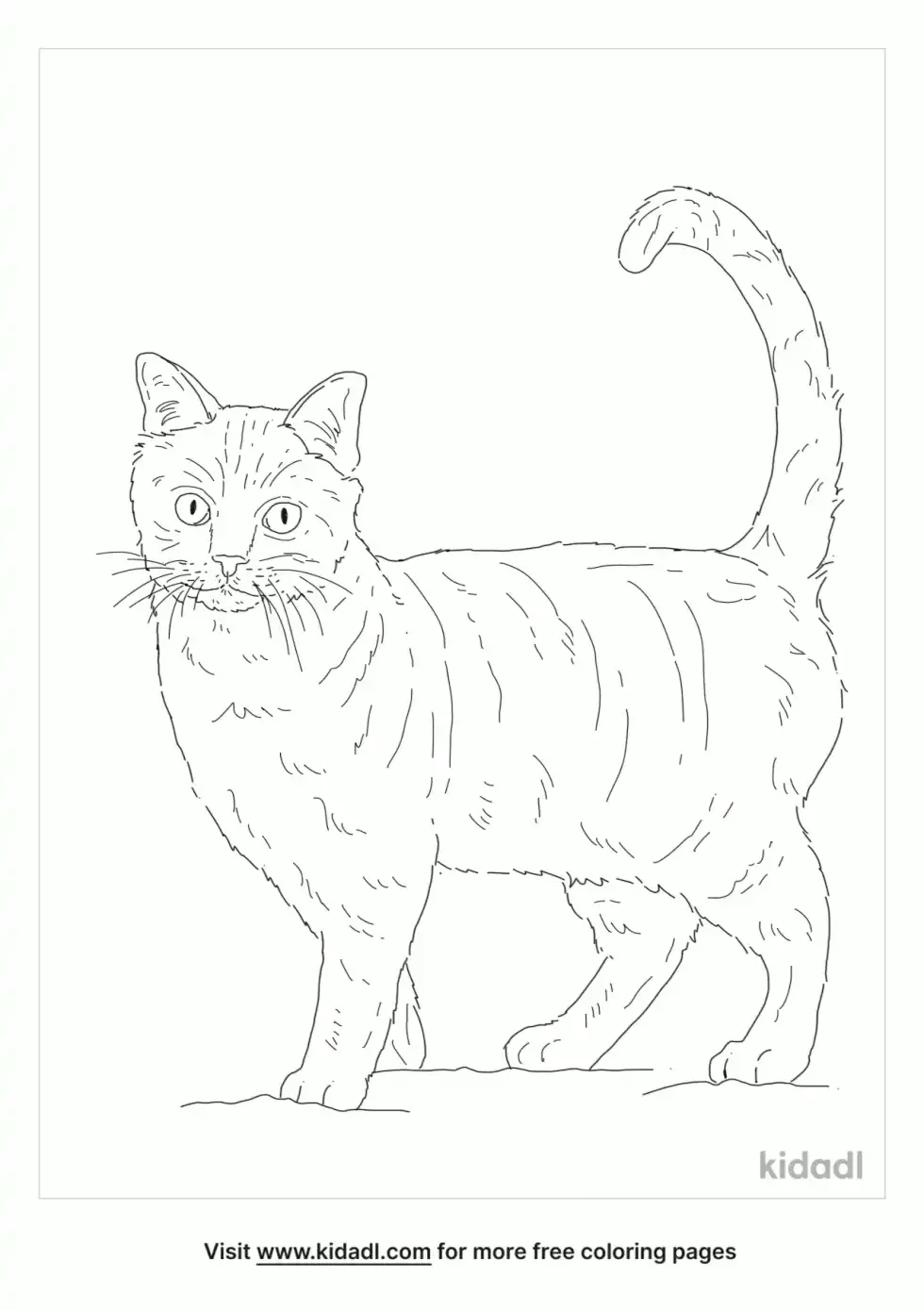 Arabian Cat Coloring Page
