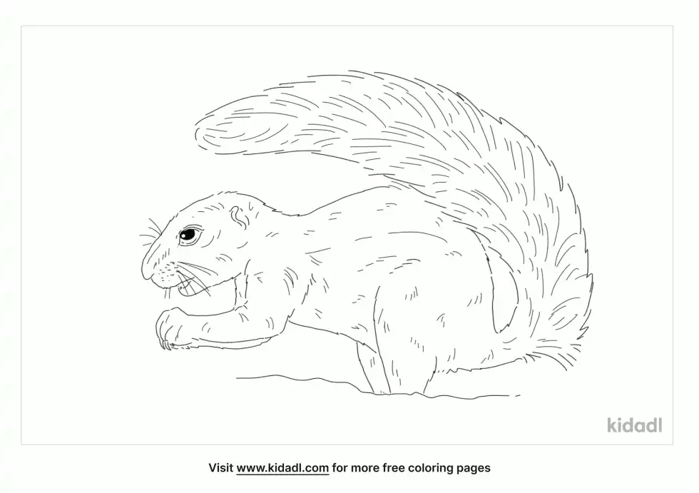 Texas Antelope Squirrel Coloring Page