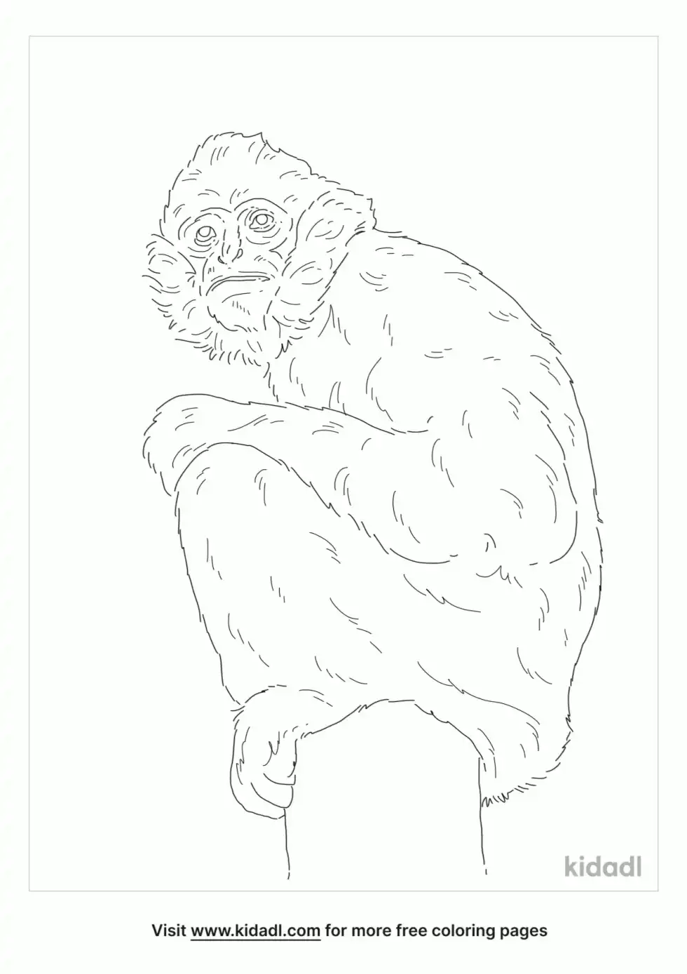 Northern White Cheeked Gibbon Coloring Page