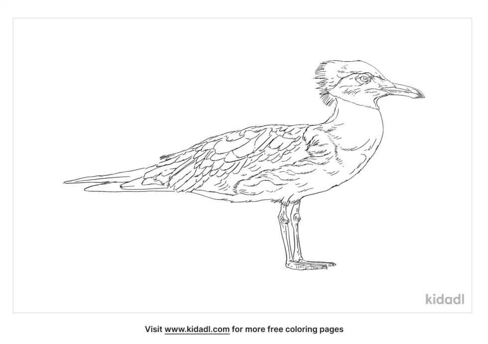 Greater Crested Tern Coloring Page