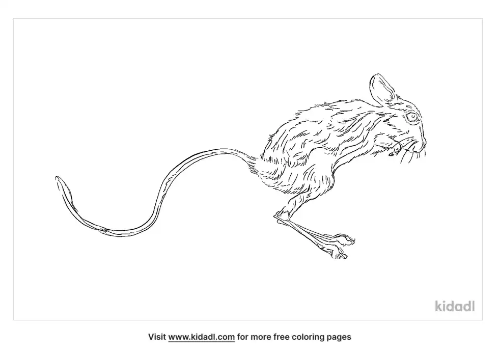 Big Eared Hopping Mouse Coloring Page