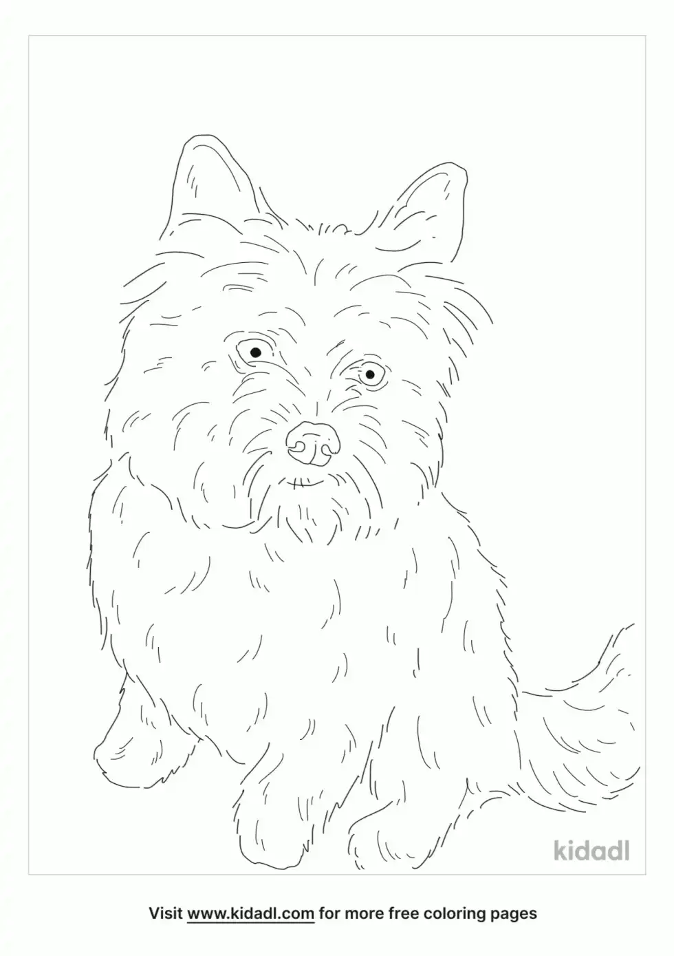 Pom-Terrier Coloring Page