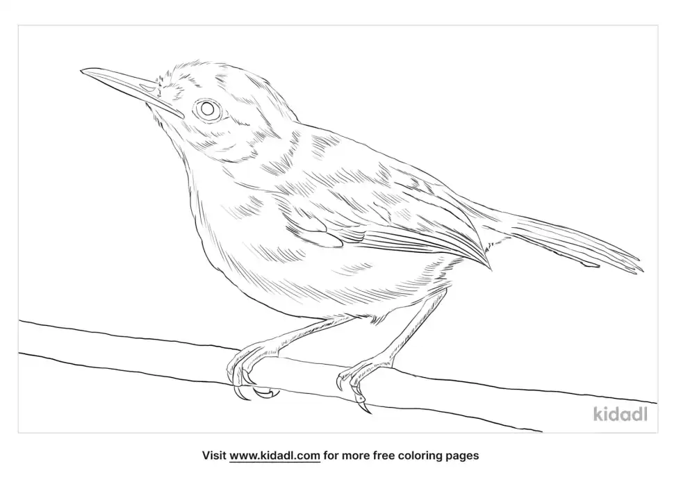 Ashy Tailorbird Coloring Page