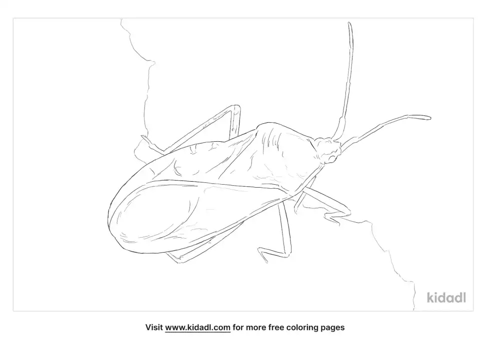 Squash Bug Coloring Page