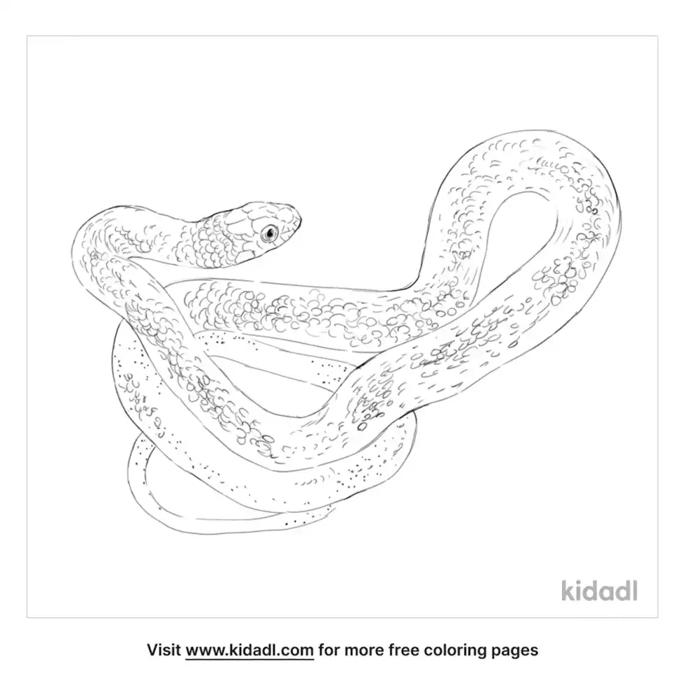 Rufous Beaked Snake Coloring Page