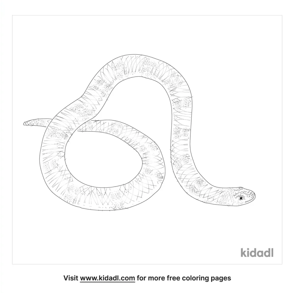 African Garter Snake