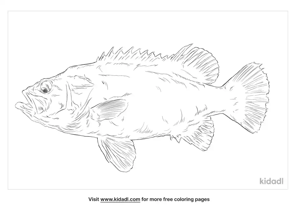 Atlantic Wreckfish Coloring Page