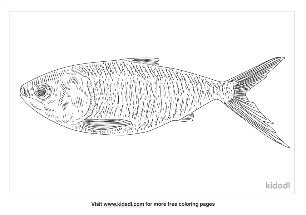 Bonga Fish Coloring Page