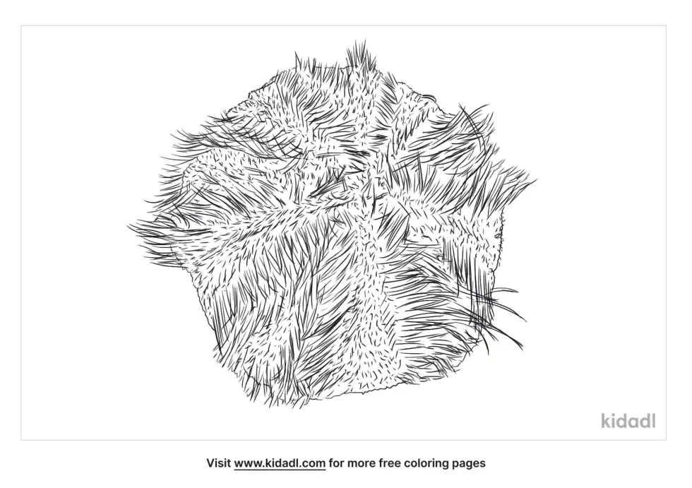 Cake Urchin Coloring Page
