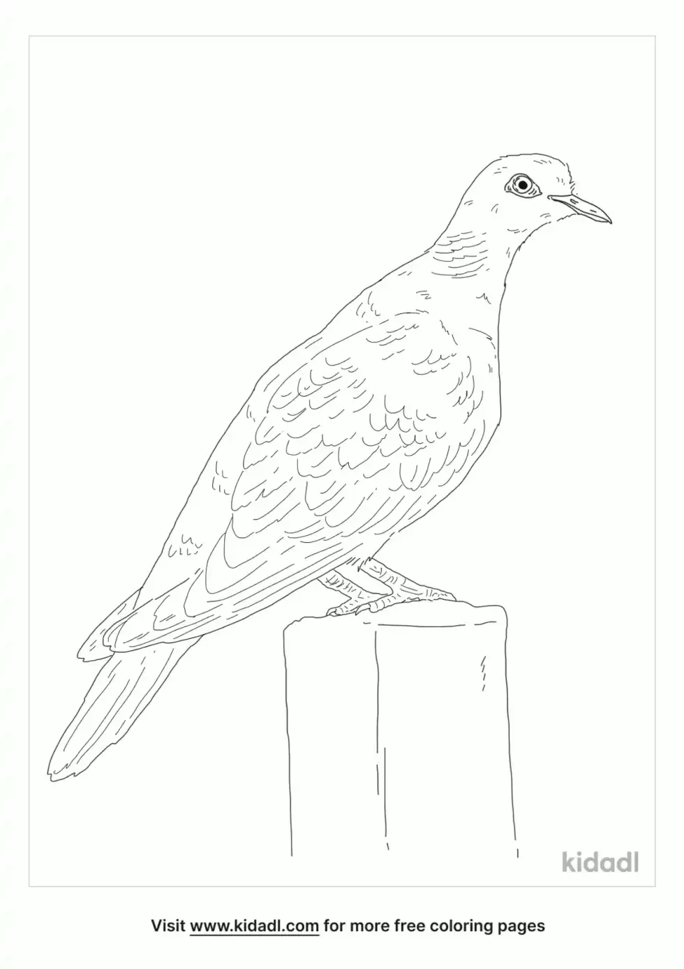 Turtle Dove Bird Coloring Page