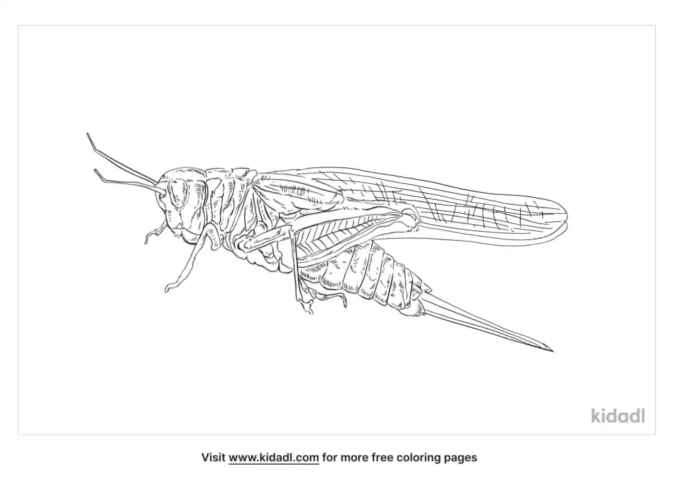 Great Green Bush-Cricket Coloring Page