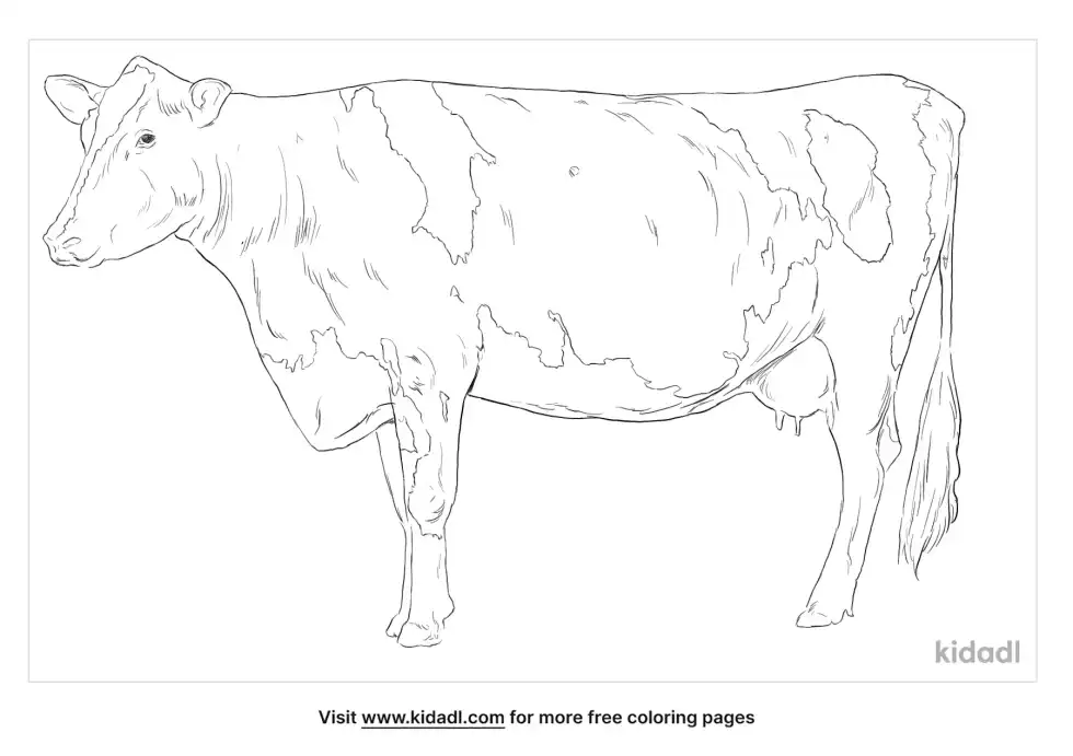 Holstein Friesian Cattle Coloring Page