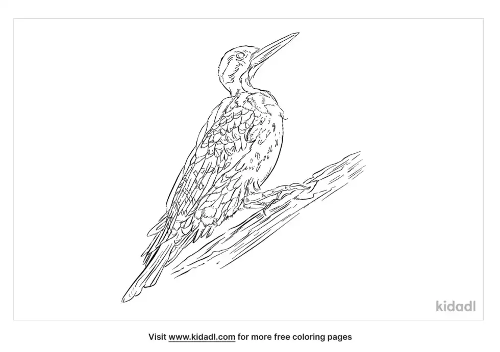 Great Slaty Woodpecker Coloring Page