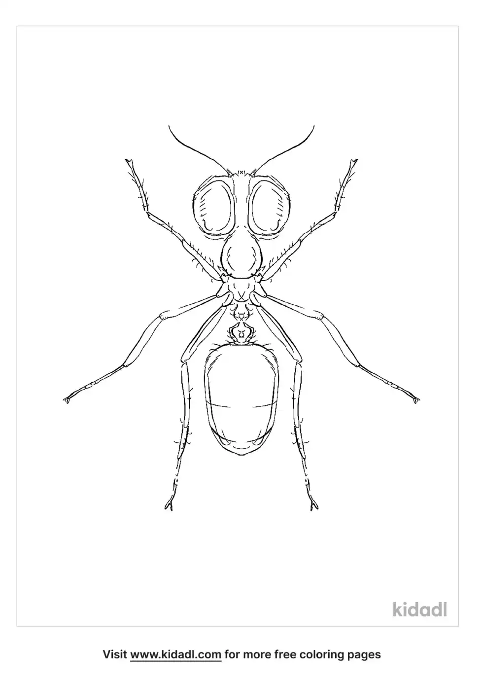 Asian Marauder Ant Coloring Page