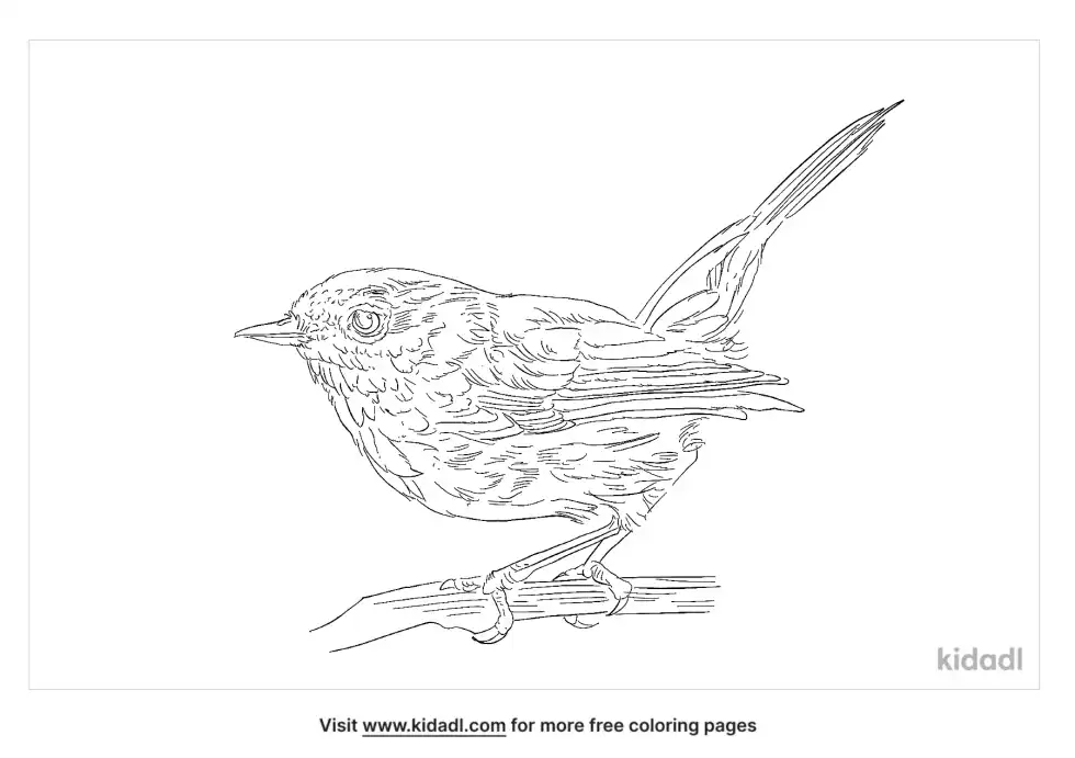 Thornbill Coloring Page