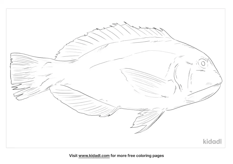 Blackspot Tuskfish Coloring Page