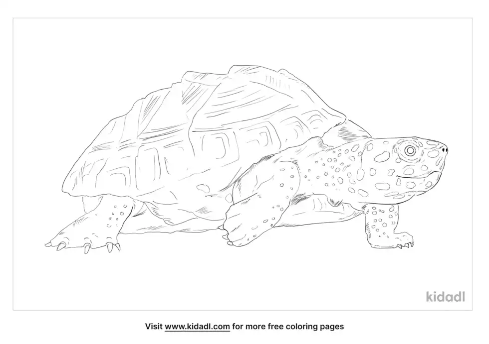 Black Pond Turtle Coloring Page