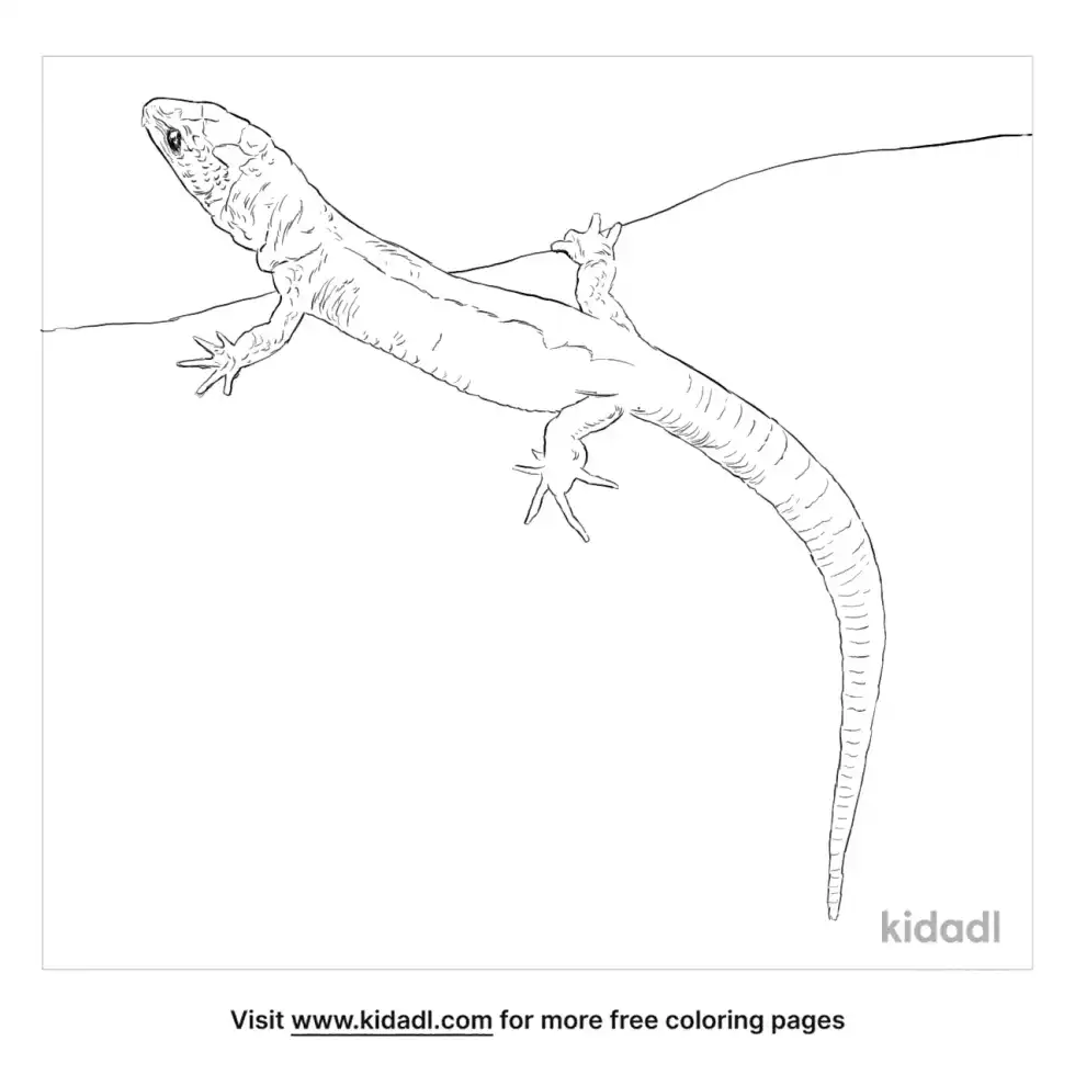 Desert Night Lizard Coloring Page