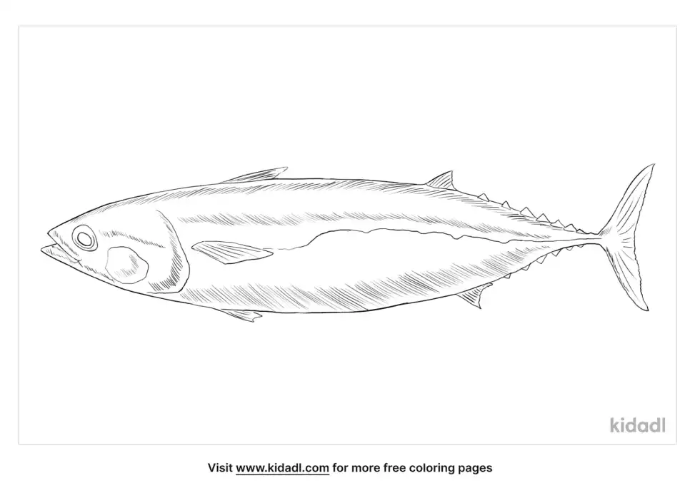Frigate Tuna Coloring Page