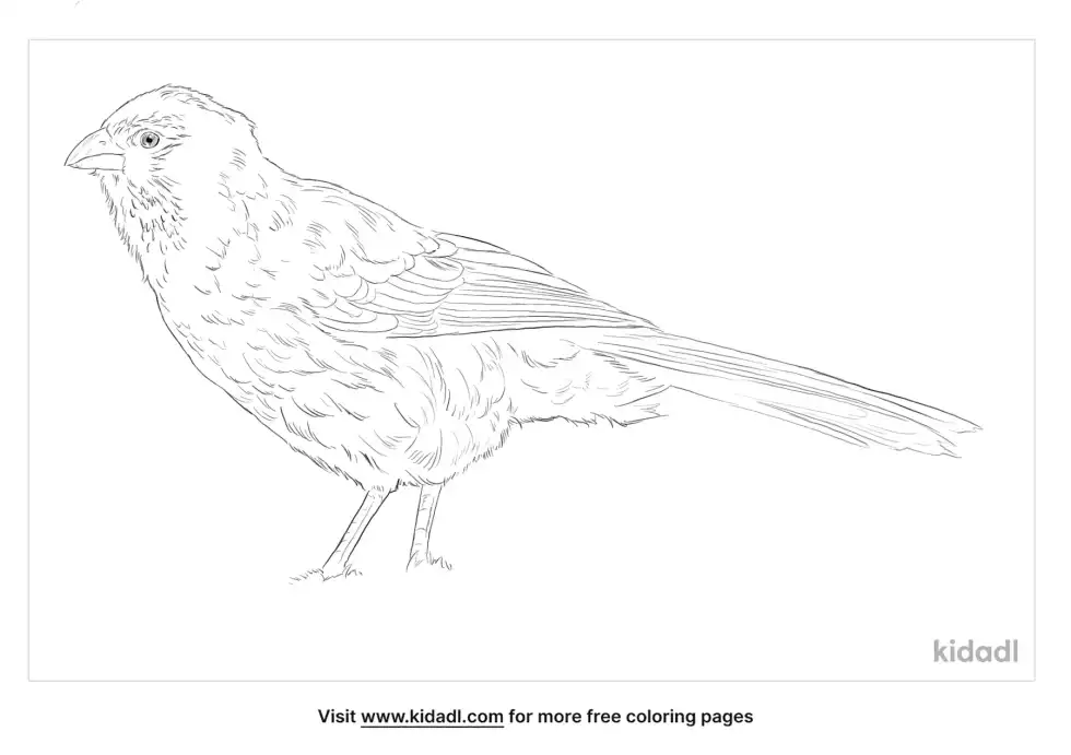 Apostlebird Coloring Page