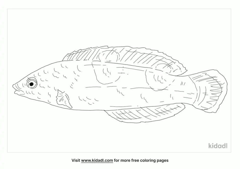 Coris Aygula Coloring Page