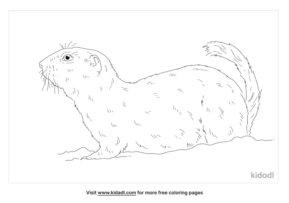 Richardson's Ground Squirrel Coloring Page