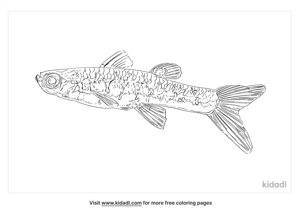 Trimma Cana Coloring Page