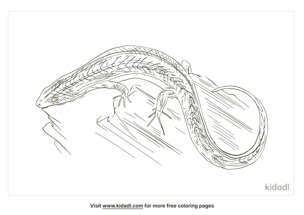 Chevron Skink Coloring Page